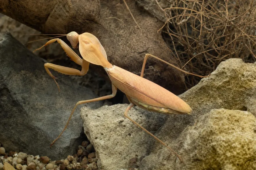 Timor-Schildmantis, Rhombodera kirbyi