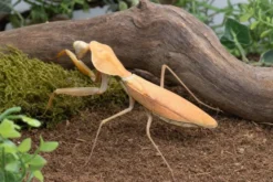 Timor-Schildmantis, Rhombodera kirbyi
