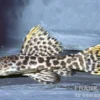 Titanic-Kaktuswels, L273, Pseudacanthicus sp. orange, 5-7 cm