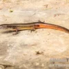 Togo-Skink, Panaspis togoensis