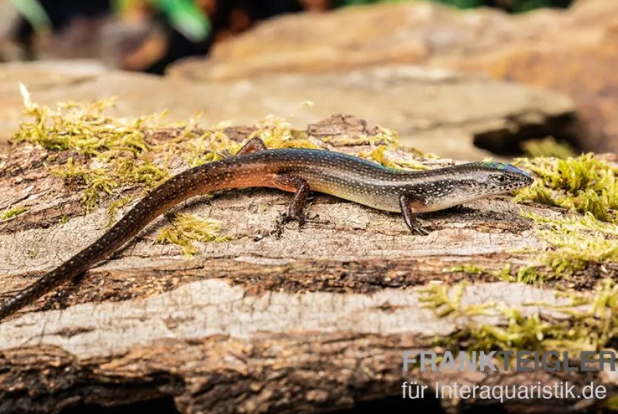 Togo-Skink, Panaspis togoensis
