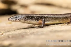 Togo-Skink, Panaspis togoensis