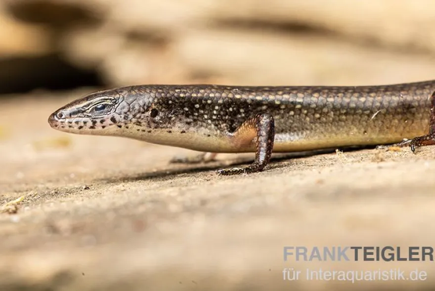 Togo-Skink, Panaspis togoensis