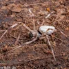 Togo-Wespenspinne, Argiope sp. Togo