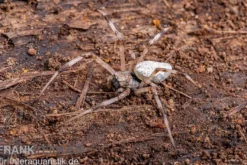 Togo-Wespenspinne, Argiope sp. Togo