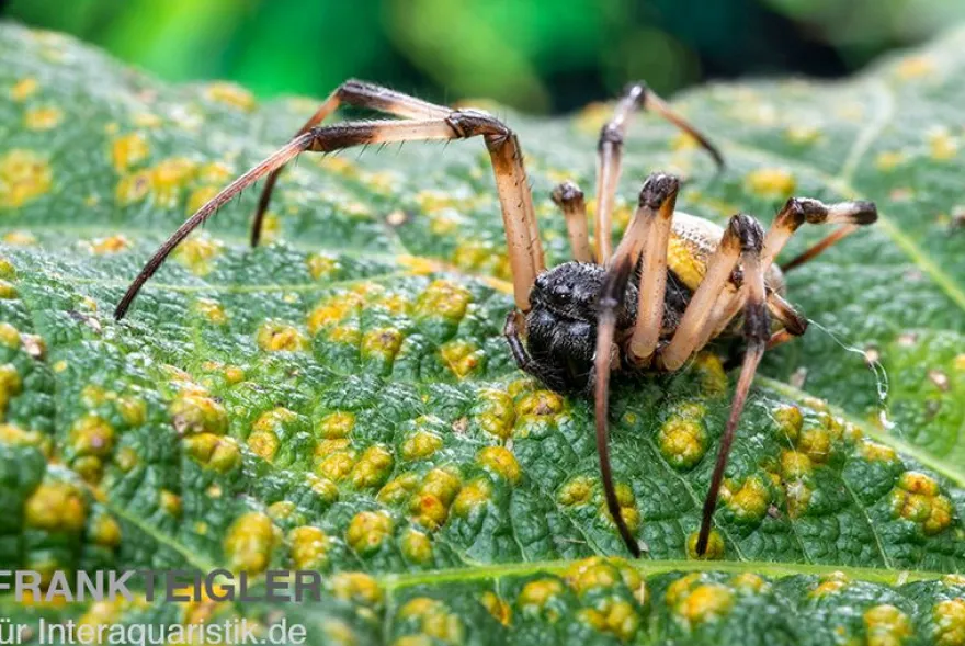 Togo-Wespenspinne, Argiope sp. Togo