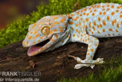 Tokeh, Gekko gecko