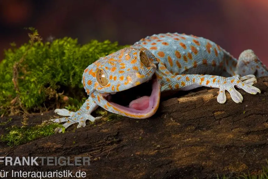 Tokeh, Gekko gecko