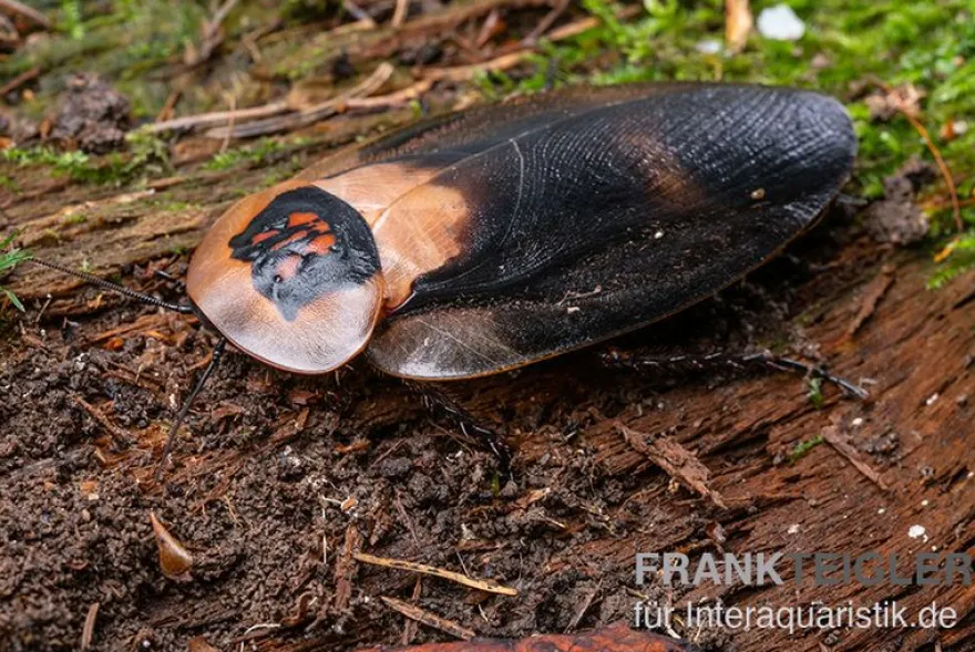 Totenkopfschabe "Black Wing", Blaberus craniifer