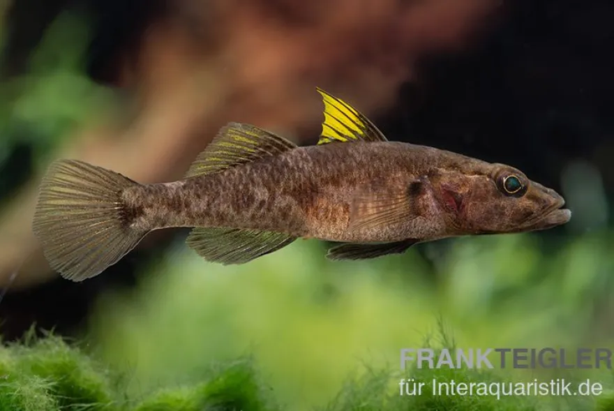 Towuti-Gelbflossengrundel, Glossogobius flavipinnis