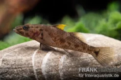 Towuti-Gelbflossengrundel, Glossogobius flavipinnis
