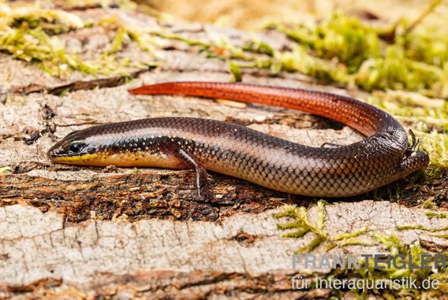 Tüpfellippenskink, Trachylepis maculilabris
