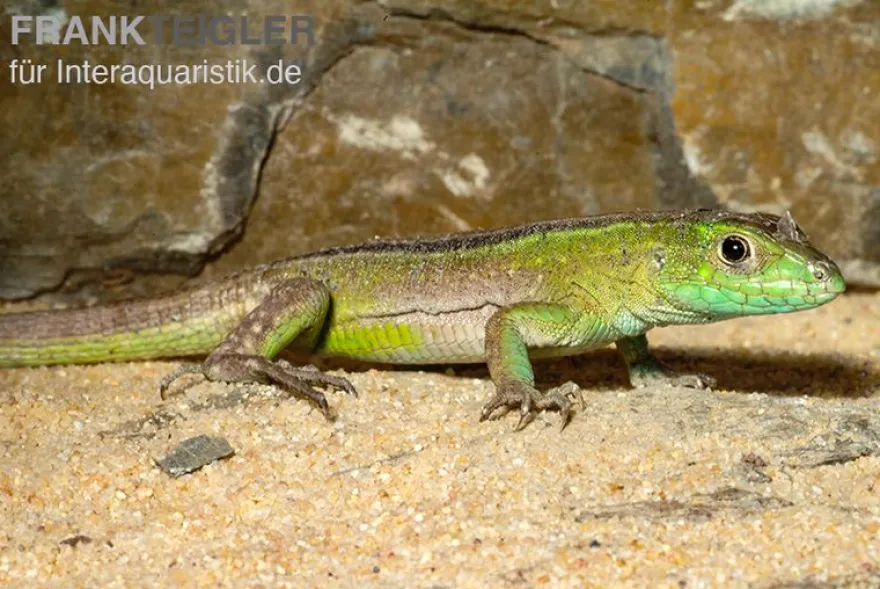 Tüpfelrennechse, Cnemidophorus lemniscatus