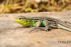 Tüpfelrennechse, Cnemidophorus lemniscatus