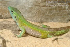 Tüpfelrennechse, Cnemidophorus lemniscatus