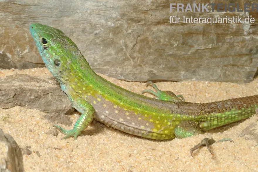 Tüpfelrennechse, Cnemidophorus lemniscatus