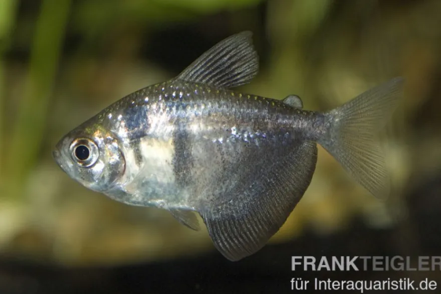 Trauermantelsalmler, Gymnocorymbus ternetzi