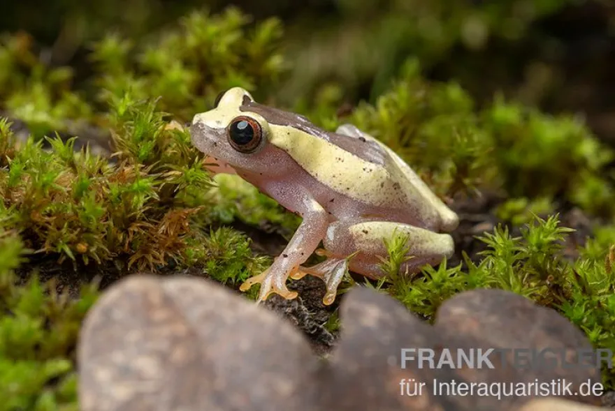 Triangle-Baumfrosch, Dendropsophus triangulum