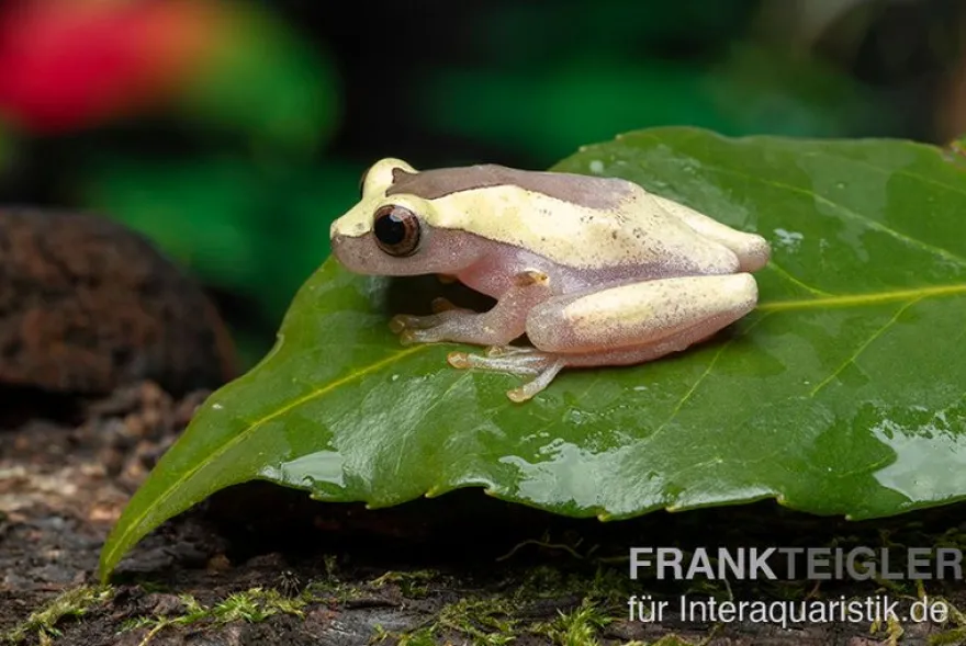 Triangle-Baumfrosch, Dendropsophus triangulum