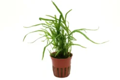 Tridentfarn, Microsorum pteropus