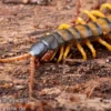 Trigonopodus-Hundertfüßer, Ethmostigmus trigonopodus Niger, Orange