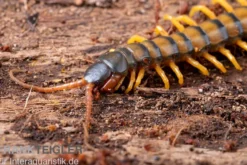 Trigonopodus-Hundertfüßer, Ethmostigmus trigonopodus Niger, Orange