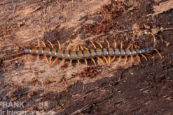 Trigonopodus-Hundertfüßer, Ethmostigmus trigonopodus Niger, Orange