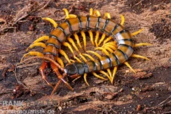 Trigonopodus-Hundertfüßer, Ethmostigmus trigonopodus Niger, Orange