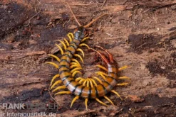 Trigonopodus-Hundertfüßer, Ethmostigmus trigonopodus Niger, Orange