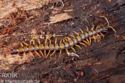 Trigonopodus-Hundertfüßer, Ethmostigmus trigonopodus Niger, Orange