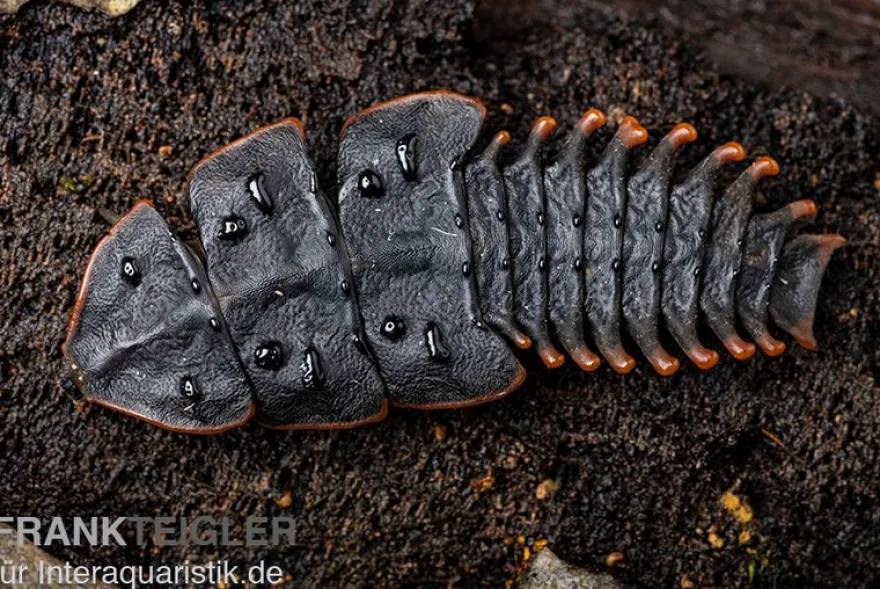 Trilobitkäfer, Duliticola sp.