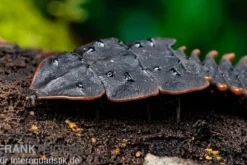 Trilobitkäfer, Duliticola sp.