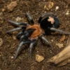 Trinidad-Zwergvogelspinne, Cyriocosmus elegans