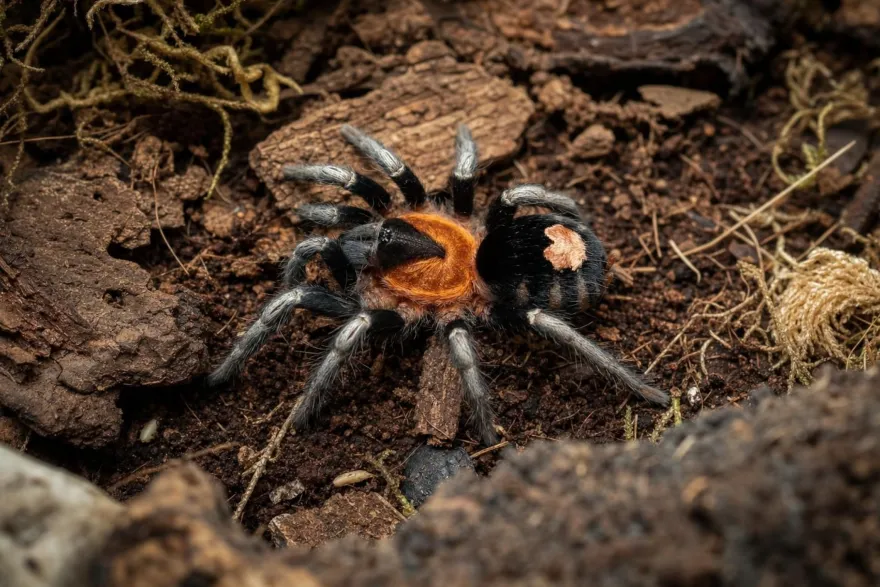 Trinidad-Zwergvogelspinne, Cyriocosmus elegans