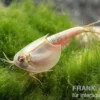Triops longicaudatus, Set mit 50 Eier