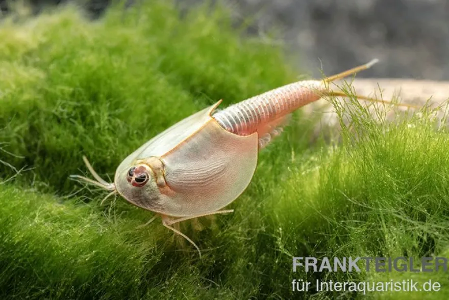Triops longicaudatus, Set mit 50 Eier