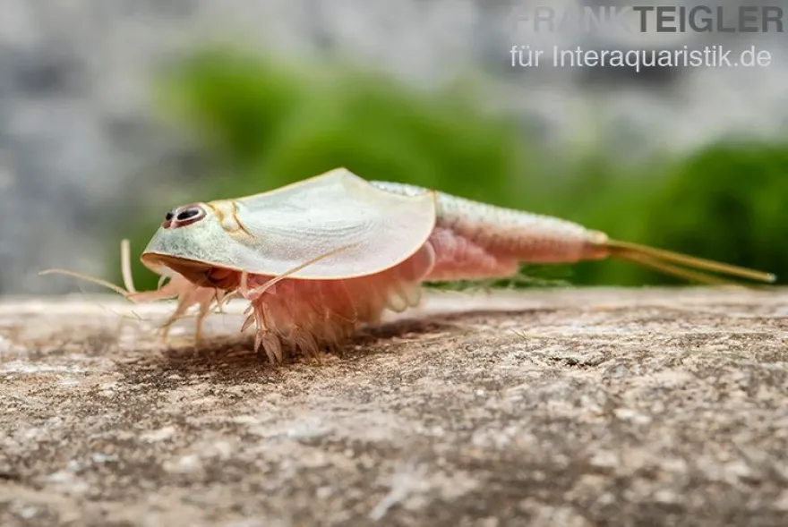 Triops longicaudatus, Set mit 50 Eier