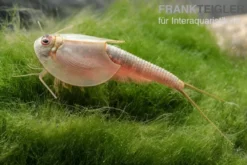 Triops longicaudatus, Set mit 50 Eier