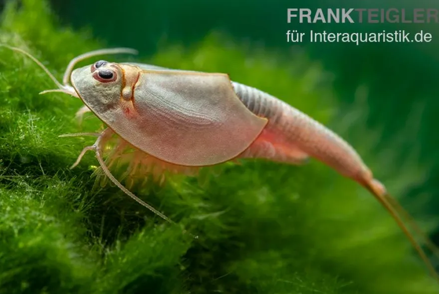Triops longicaudatus, Set mit 50 Eier