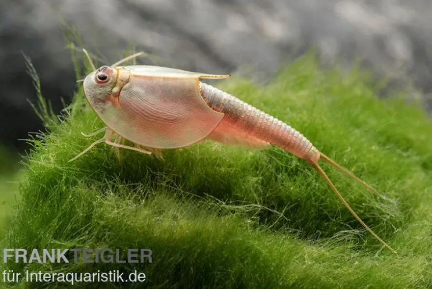 Triops longicaudatus, Set mit 50 Eier