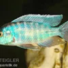 Türkisblauer Aulonocara, Aulonocara spec. Turquoise, 7-9 cm DNZ