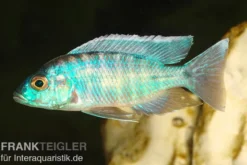 Türkisblauer Aulonocara, Aulonocara spec. Turquoise, 7-9 cm DNZ