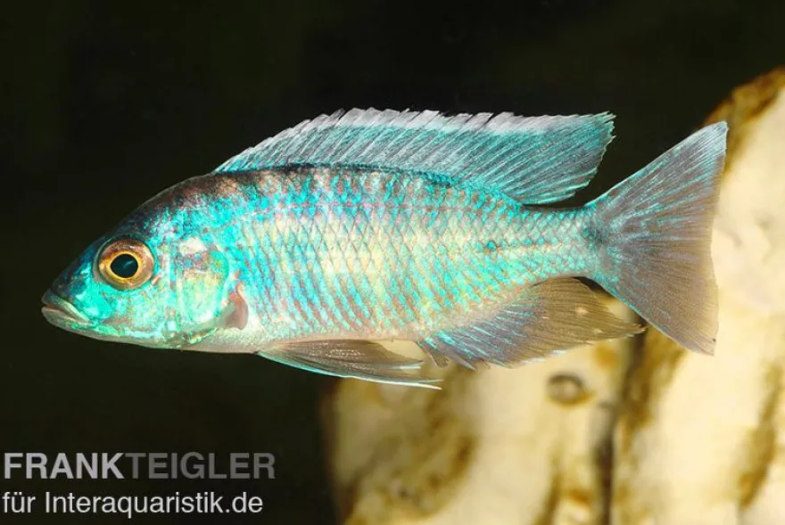 Türkisblauer Aulonocara, Aulonocara spec. Turquoise, 7-9 cm DNZ