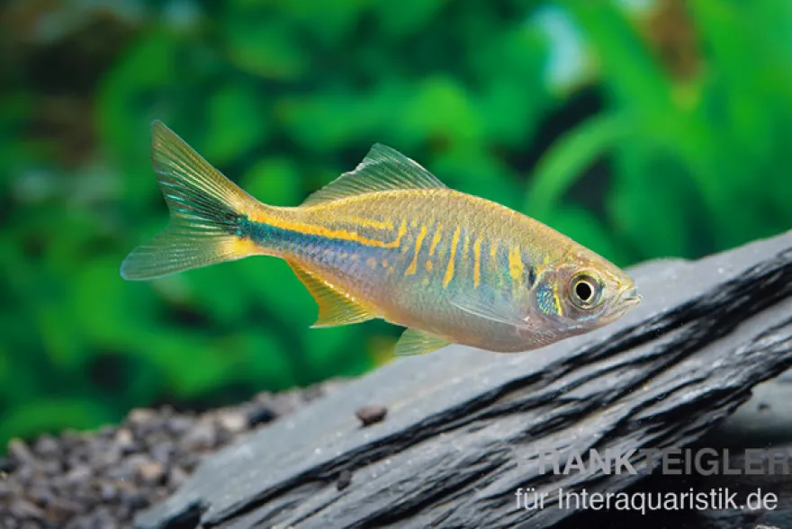 Türkisbärbling, Danio devario