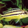 Türkis-Goldbarsch, Melanochromis auratus, DNZ