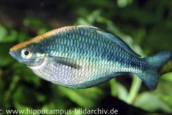 Türkis-Regenbogenfisch, Melanotaenia lacustris, DNZ 5-6 cm