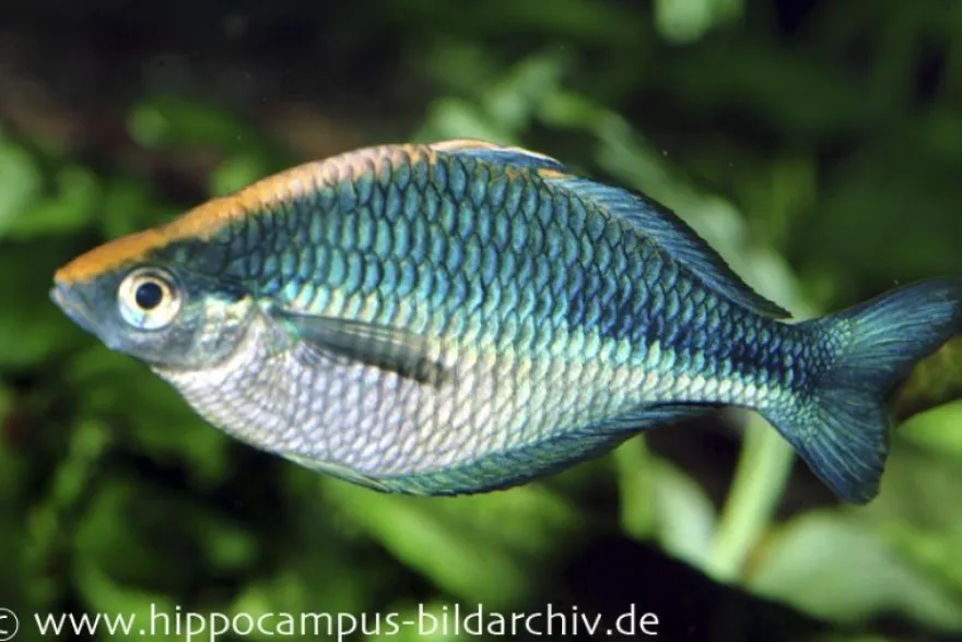 Türkis-Regenbogenfisch, Melanotaenia lacustris, DNZ 5-6 cm