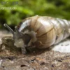 Trompetenschnecke, Subulina sp. Nigeria