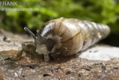 Trompetenschnecke, Subulina sp. Nigeria