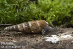Trompetenschnecke, Subulina sp. Nigeria